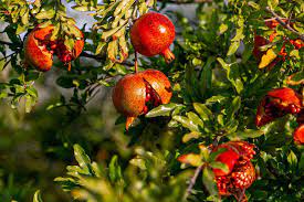dalimb 5 benefits of pomegranate